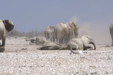 Afrika savanındaki fil.