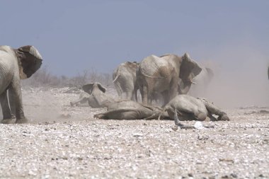 Afrika 'da Namibya' da kumdaki büyük bir fil grubu.