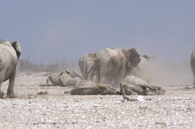 Çölde bir grup fil.