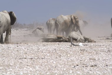 Çöldeki beyaz fil.