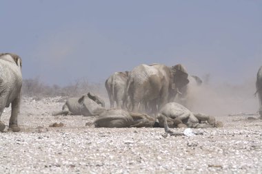 Afrika fili, etkin Milli Parkı, Namibya