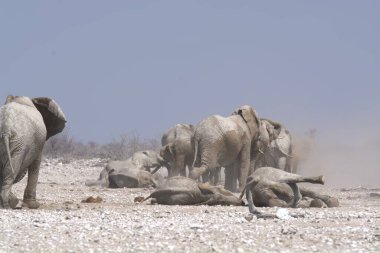 Etoşa Ulusal Parkı, Namibya 'da yerde büyük bir fil grubu var.