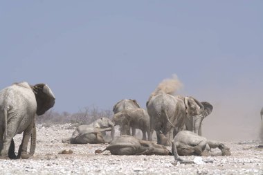Çölde bir grup fil.