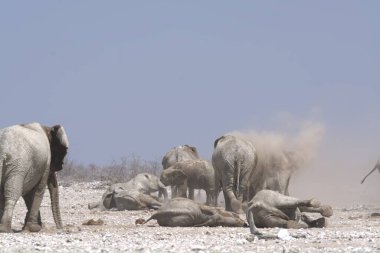 Etoşa Ulusal Parkı 'ndaki filler, Namibya