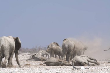 Namibya bozkırında bir grup fil.