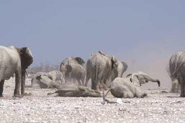 Çölde bir grup fil