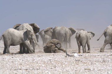 Etoşa Ulusal Parkı 'ndaki filler, Namibya, Afrika