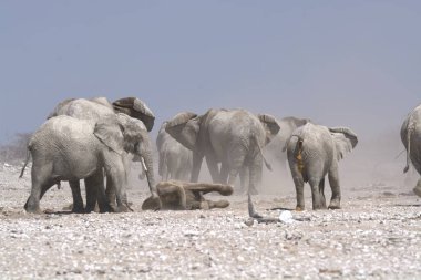 Afrika savanındaki fil.