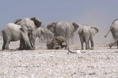 Kenya savanındaki fil