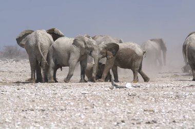 Çöldeki bir grup Afrika fili.