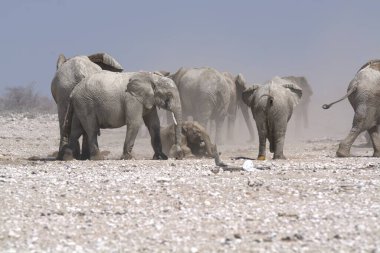 Afrika fili, Loxodonus africana, Etoşa Ulusal Parkı, Namibya. etosha, namibya, Güney Afrika