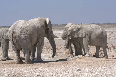Filler içinde etkin ulusal Park'ta Namibya