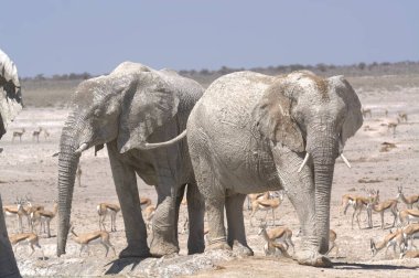 Afrika bozkırlarında yürüyen filler
