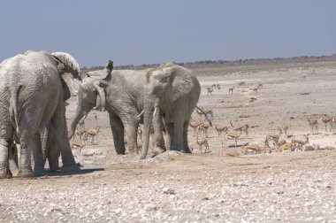 Su birikintisinde yürüyen bir grup fil.