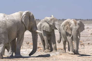 Namibya 'daki fil, etosha