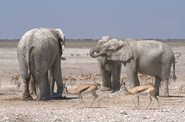 Etoşa 'daki fil ailesi.