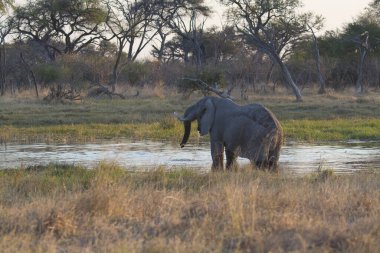 Afrika fili Kruger Ulusal Parkı, Güney Afrika