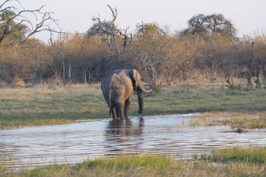 Afrika fili Loxodonta Afrika Ulusal Parkı Güney Afrika 'daki Kruger Ulusal Parkı' nda.