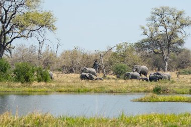 Afrika çalılıklarında parktaki büyük bir Afrika fili, Güney Afrika Botswana.