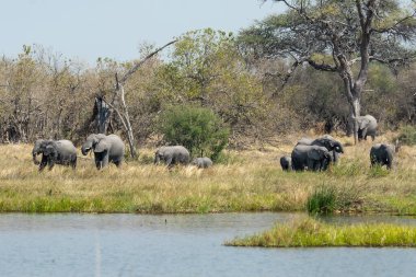 Savanadaki fil ve filler