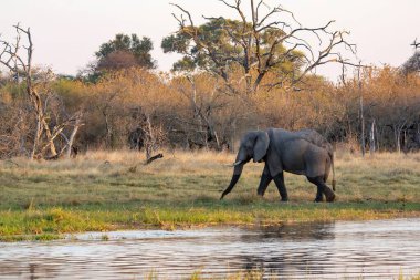 Afrika fili Kruger Park, Güney Afrika 'da