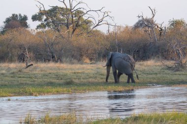 Afrika fili (loxodonta africana) su birikintisinde içme suyu
