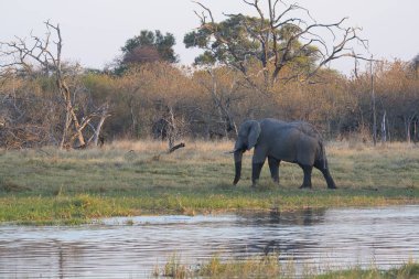 Vahşi fil (Afrika xodonta africana), etosha ulusal parkı, namibya