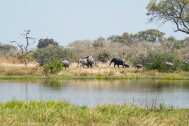 Botswana 'daki Chobe Ulusal Parkı' ndaki su birikintisinde bir fil sürüsü..