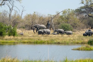 Vahşi Afrika filleri.