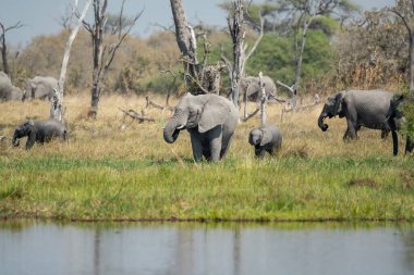 bir grup Afrika fili (xolota ana africana )