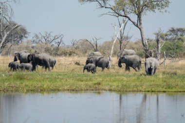 Sudaki bir grup fil.