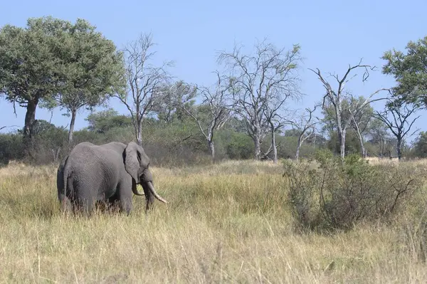 Afrika bush fil Kruger National park, Güney Afrika