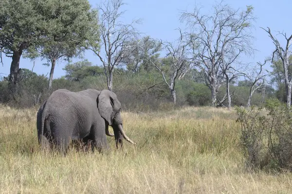 Afrika savanındaki Afrika filleri.