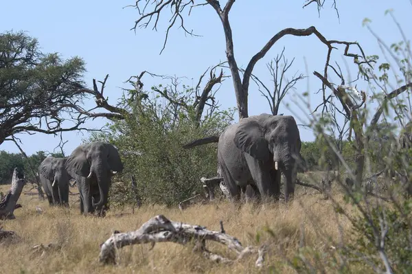 Afrika savanındaki büyük filler.