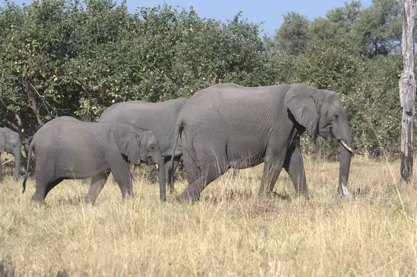 Vahşi doğadaki büyük Afrika filleri