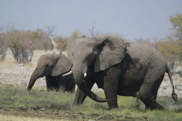 Afrika 'nın güneyindeki bozkırdaki filler.