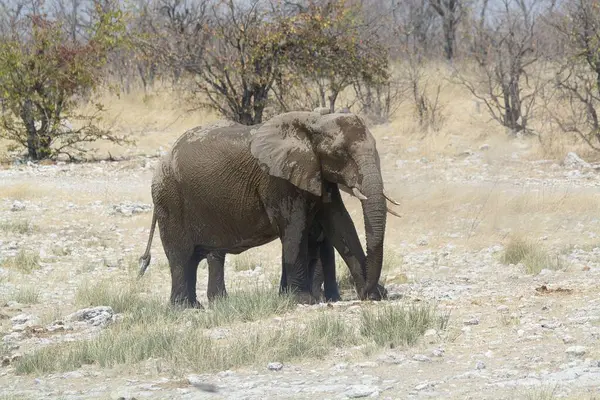 Savanadaki filler ve Afrika çalıları Namibya 'daki Savo Ulusal Parkı.