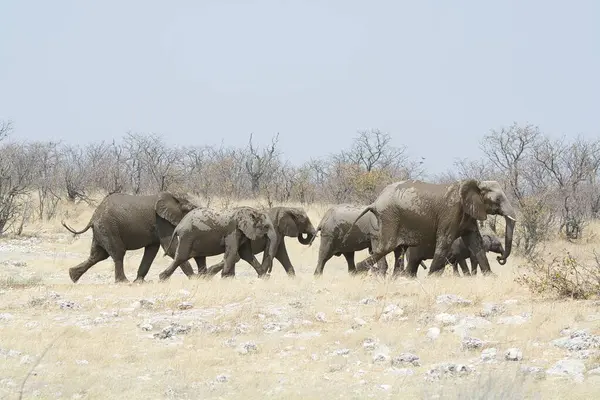 Namibya 'daki Etoşa Ulusal Parkı' ndaki filler