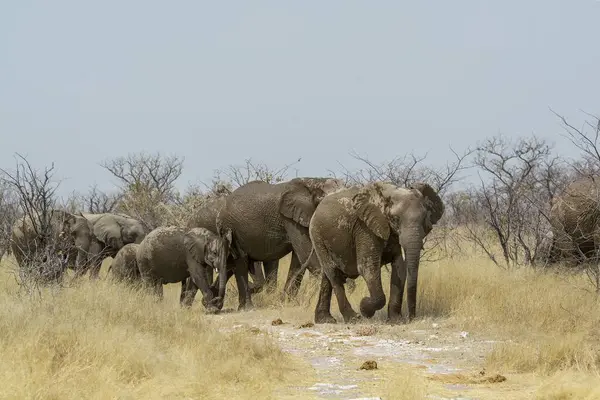 Afrika fili, Kruger Park Güney Afrika