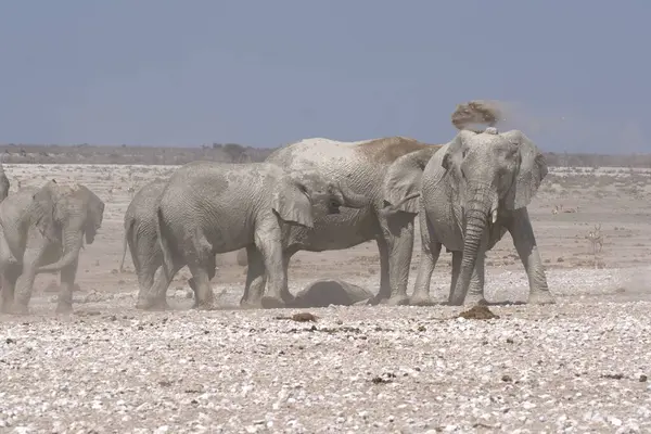 Afrika 'nın bozkırındaki fil
