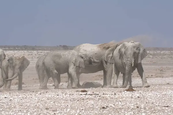 Afrika savanasındaki filler