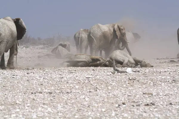Çöldeki beyaz fil.