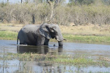 Ziyarette200 Afrika fili