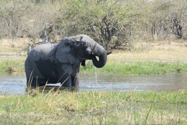Nehir suyundaki filler