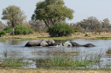 Afrika fili Kruger Ulusal Parkı, Güney Afrika