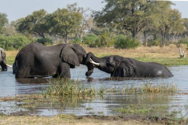 Bir grup Afrika fili.
