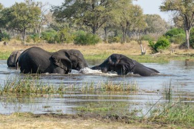 Nehrin su birikintisinde filler.