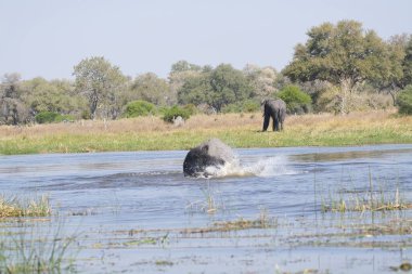 Afrika fili (Loxodonana africana), Botswana, Botswana 'daki Chobe Ulusal Parkı' nda.
