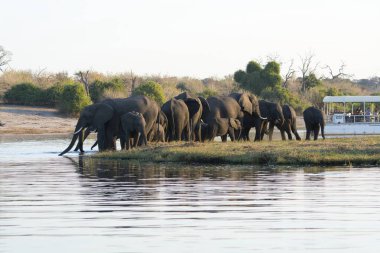 Akşamları Afrika nehrinde filler.