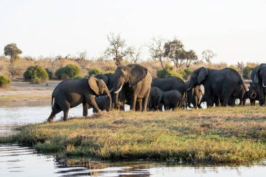 Afrika Savo Nehri, Afrika 'daki filler